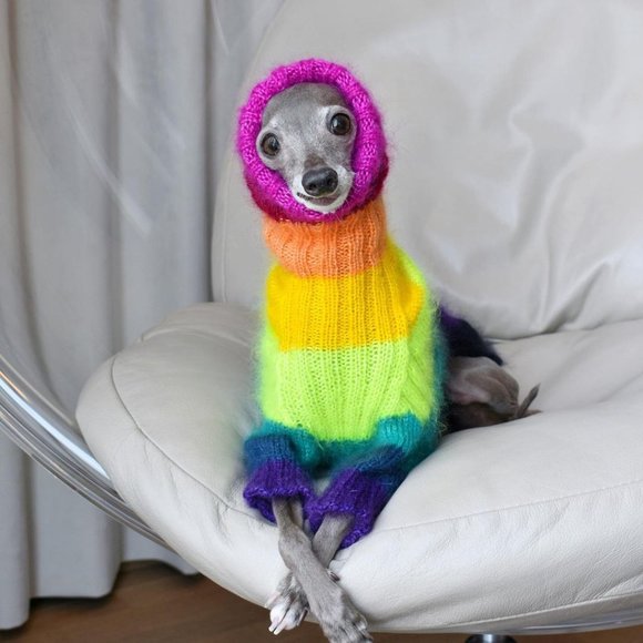 Meet your Posher, Tika the Iggy - Picture 3 of 3